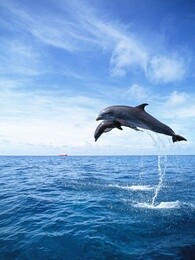海洋全集观看